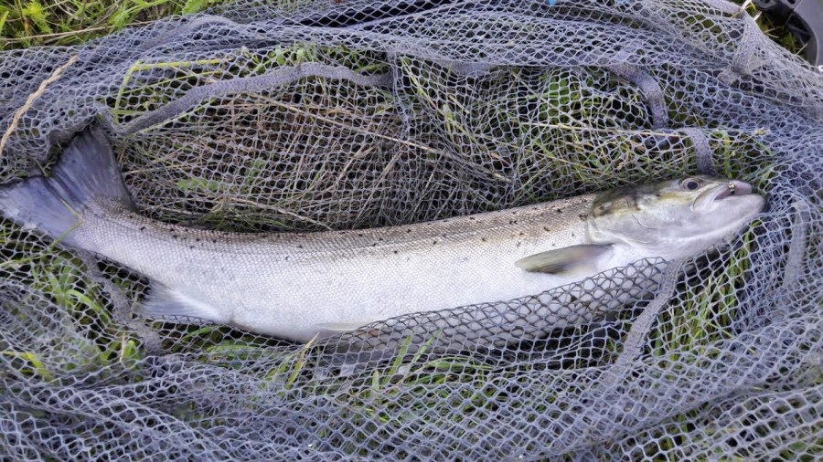 seatrout02a