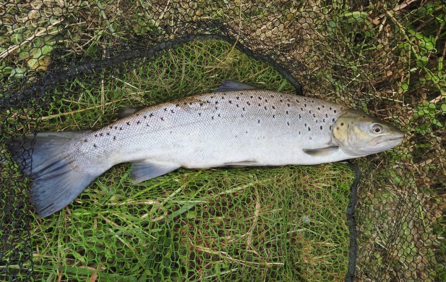 seatrout04