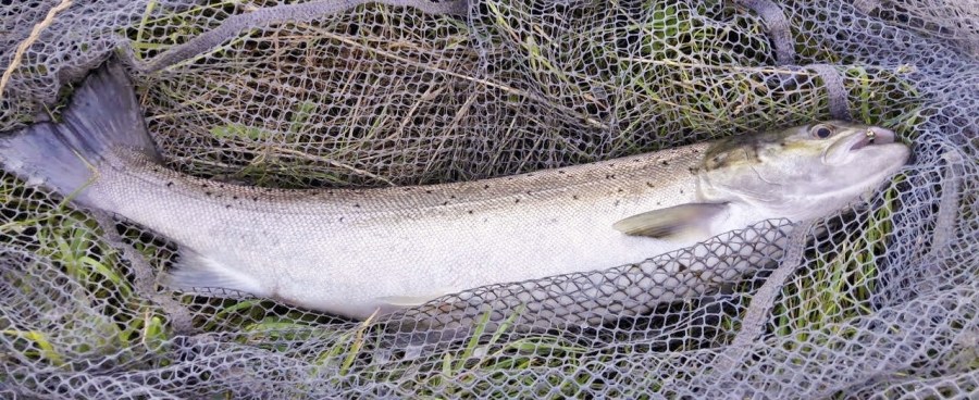 seatrout02b