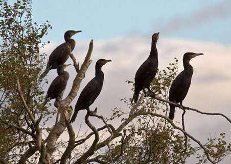 cormorants