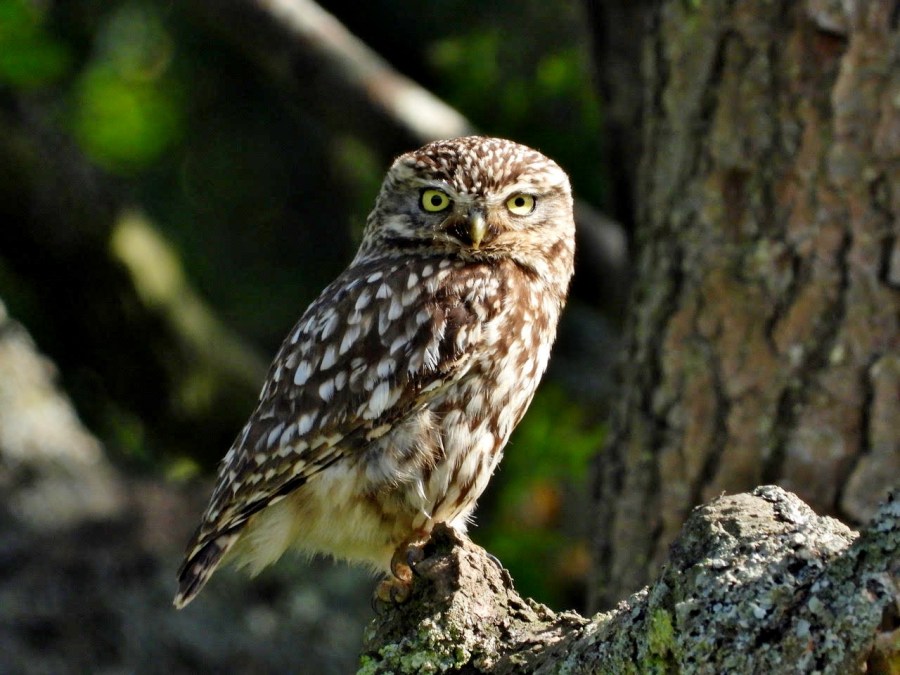 littleowl